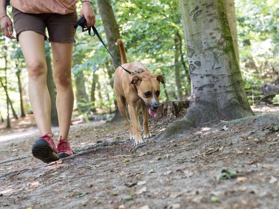 Mulmiges Gefühl beim Gassi gehen: Hundehalter sehen Giftköder, die am Wegrand oder im Wald ausliegen, oft gar nicht oder zu spät, um den Hund vom Fressen abzuhalten .