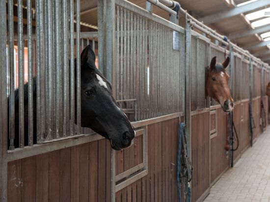 Pferde in einem Stall