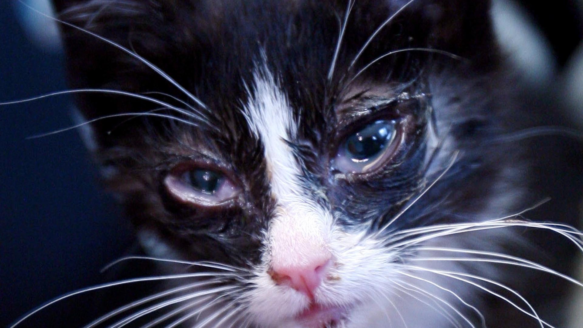 Eine ausgesetzte Katze, die abgemagert und an Katzenschnupfen erkrankt ist (Foto vom 09.08.2009).  