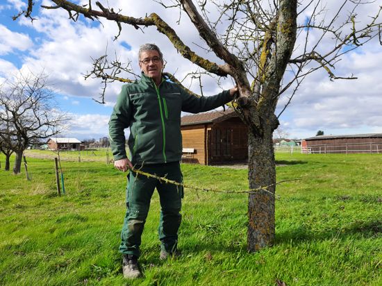 Michael Nagel, Vorsitzender des Obst- und Gartenbauvereins Spöck, steht vor einem Baum, der wahrscheinlich durch den trockenen Winter kaputt gegangen ist. 
