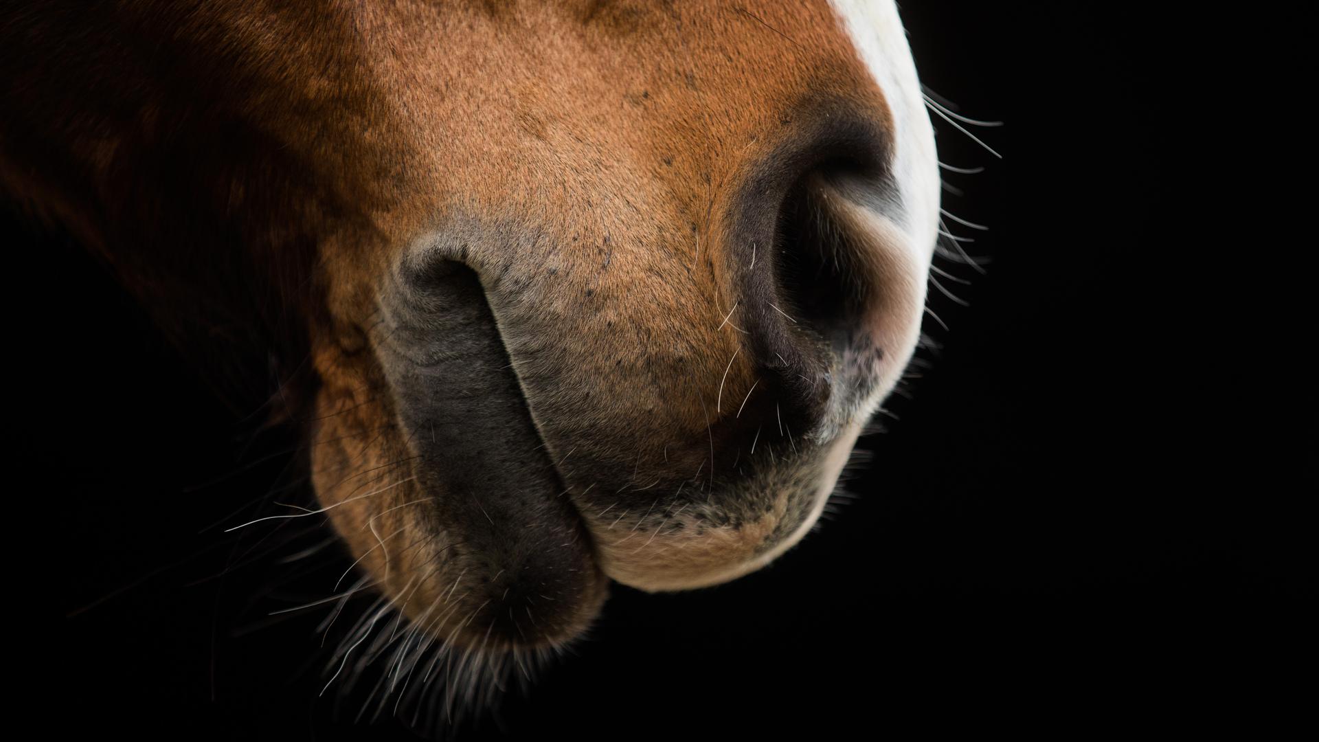Das Maul eines Pferdes, fotografiert bei einem Vorschautermin für eine Pferdemesse. (Illustration zu dpa: "Virus-Infektionen: Mehr tote Pferde und Rückkehr in die Ungewissheit") +++ dpa-Bildfunk +++