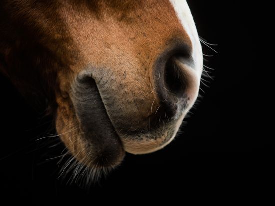 Das Maul eines Pferdes, fotografiert bei einem Vorschautermin für eine Pferdemesse. (Illustration zu dpa: "Virus-Infektionen: Mehr tote Pferde und Rückkehr in die Ungewissheit") +++ dpa-Bildfunk +++