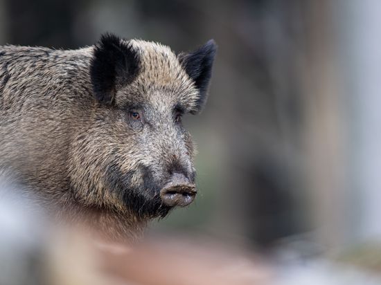 Ein Wildschwein steht auf einem Plateau im Wald. Trotz Einschränkungen in der Corona-Pandemie haben Jägerinnen und Jäger mehr als 680 000 Wildschweine in der zurückliegenden Jagdsaison 2020/2021 in Deutschland erlegt. Das ist zwar deutlich weniger als in der Saison vor Corona, aber noch die dritthöchste Jagdstrecke seit Aufzeichnungsbeginn der Jagdstatistik. Im Winterhalbjahr 2020/2021 waren corona-bedingt mehr als die Hälfte aller Drückjagden ausgefallen. (zu dpa: «Jäger erlegen weniger Wildschweine - Hohe Jagdstrecke trotz Corona») +++ dpa-Bildfunk +++
