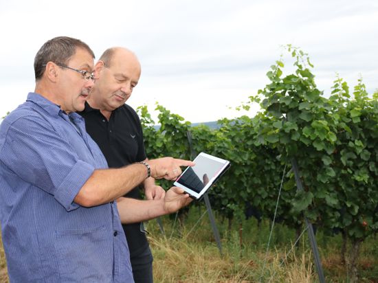 Der Pflegezustand einzelner Flächen kann per Tablet betrachtet werden, wie Volker Hartmann (links) und Frank Gauss in Weingarten demonstrieren: Gute Pflege der Weinberge lässt hohe Qualität erwarten.