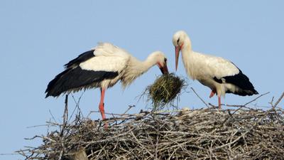 Storchenpaar beim Nestbau