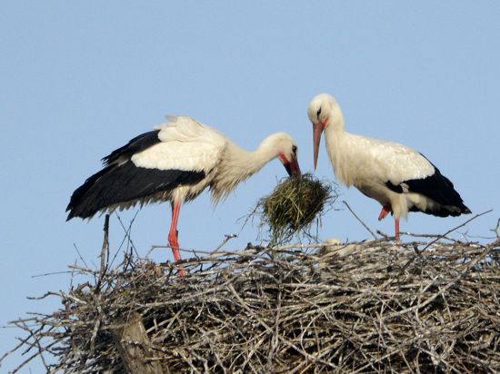 Storchenpaar beim Nestbau