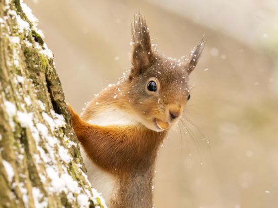 Ein rotes Eichhörnchen sucht im Yorkshire Dales National Park im Neuschnee nach Nahrung. Die Meteorologen sagen für den Norden Englands im Laufe des Vormittags neue Schneefälle voraus. +++ dpa-Bildfunk +++