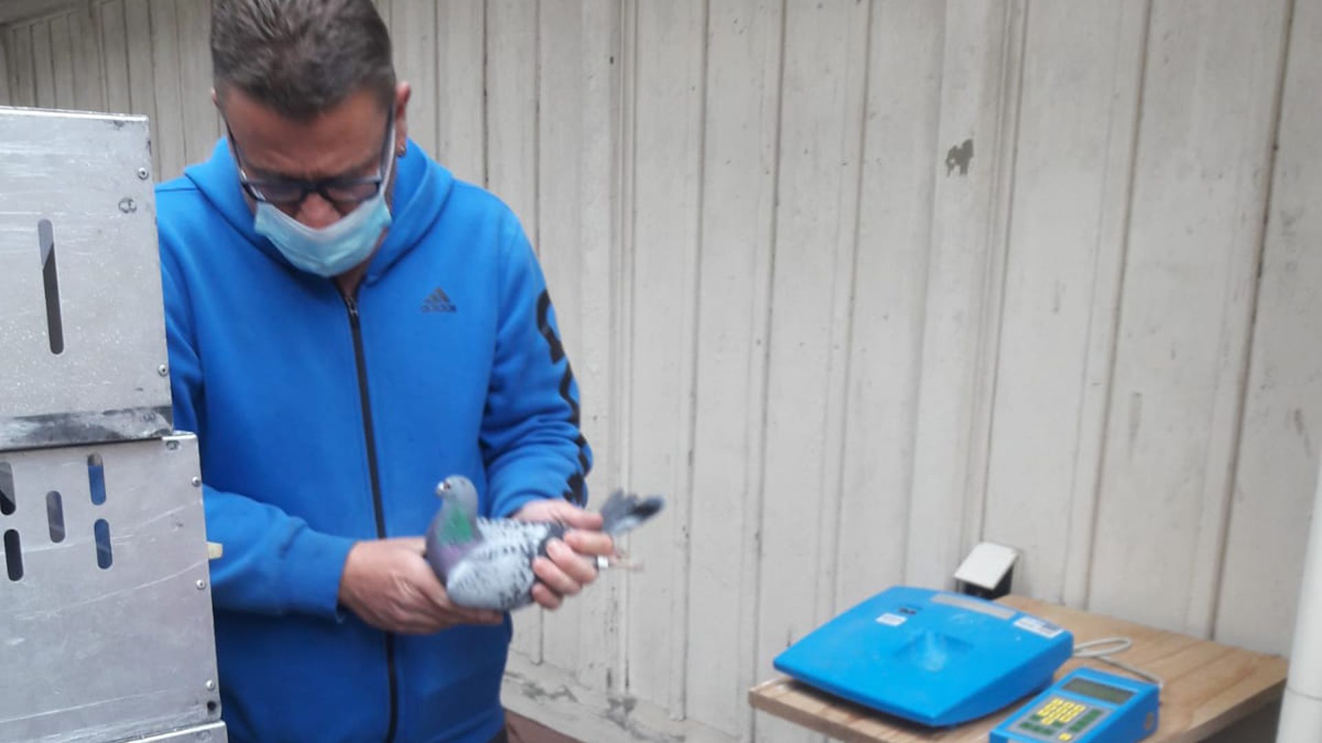 Corona-Konform: die Züchter der Brieftauben-Reisevereinigung Karlsruhe-Nord lesen die Flug-Zeiten ihrer Vögel im Anschluss an den Wettbewerb mit Schutzmasken und Sicherheitsabstand aus.