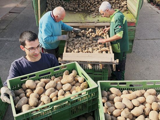 Drei Männer sortieren Kartoffeln. 