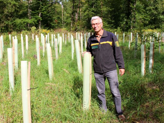 Martin Moosmayer, Leiter des Forstamts Kreis Karlsruhe, hier bei Neupflanzungen von Traubeneichen, Spitzahorn und Douglasien im Gemeindewald Graben-Neudorf. 
