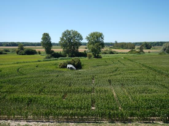 Auf rund einem Hektar wurde auf dem Bolzhof ein Labyrinth ins Maisfeld gehackt, in dessen Mitte sich eine weiße Aussichtsplattform befindet.