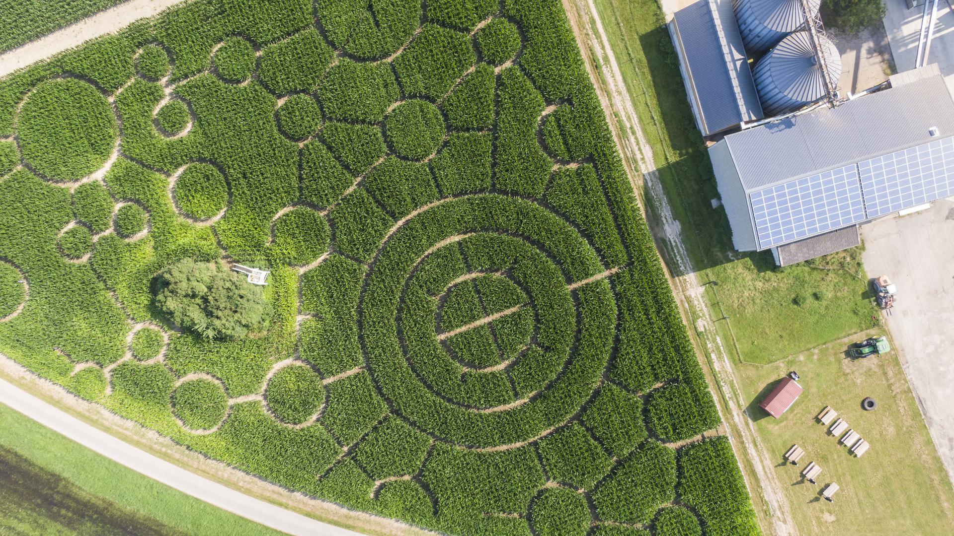 Kreise im Maisfeld: Das Labyrinth auf dem Bolzhof in Dettenheim.  