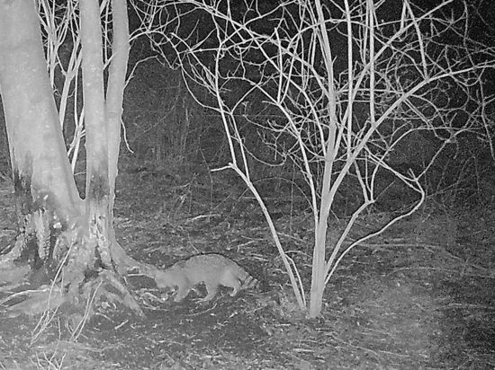 Eine Wildkamera hat im Naturschutzgebiet in Rußheim vor kurzem eine Wildkatze bei der nächtlichen Jagd ertappt.