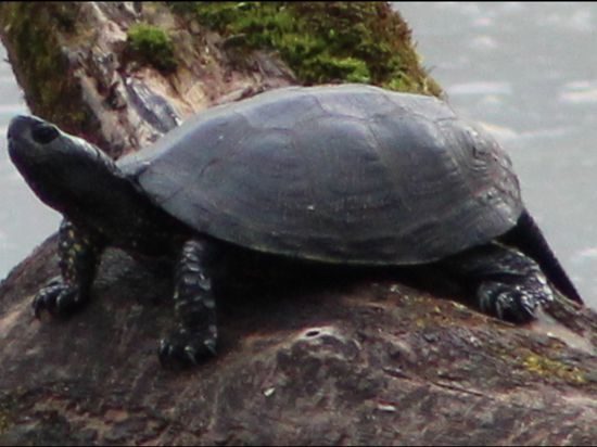 Eingewandert oder ausgesetzt? Die Herkunft von auf Gemarkung Dettenheim seit einigen Jahren beobachteter Europäischer Sumpfschildkröten ist noch nicht zweifelsfrei geklärt. 