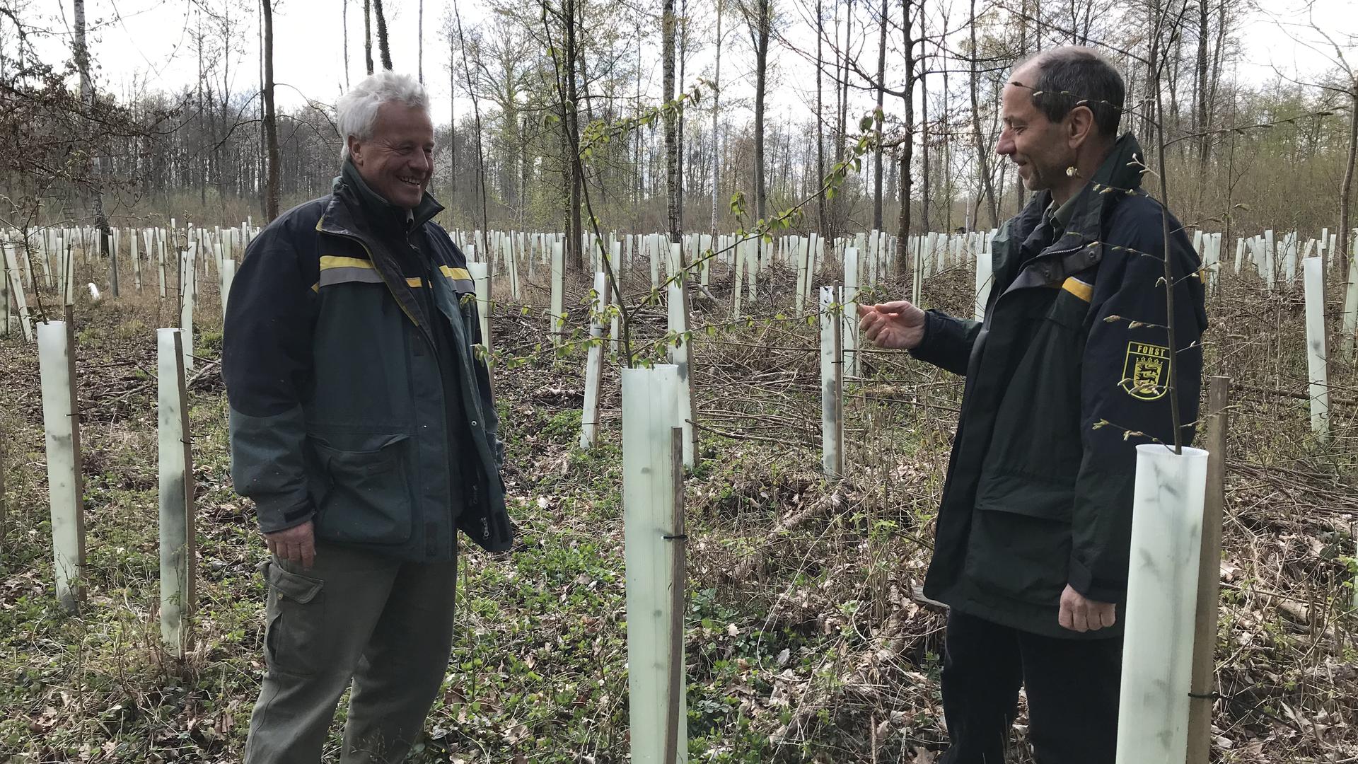 Forstbetriebsleier Lothar Himmel und Revierleiter Lothar Haring schauen sich an, wie die jungen Bäumchen auf einer Schadfläche bei Dettenheim gedeihen.