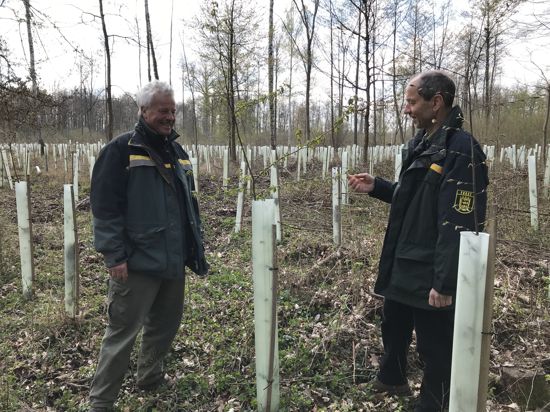 Forstbetriebsleier Lothar Himmel und Revierleiter Lothar Haring schauen sich an, wie die jungen Bäumchen auf einer Schadfläche bei Dettenheim gedeihen.
