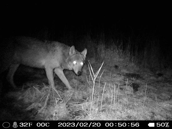 Ein Wolf oder ein wolfsähnliches Tier wird im Dunkeln mit leuchtenden Augen von einer Wildkamera eingefangen. 