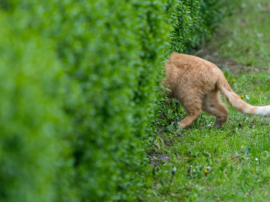 Nur das Hinterteil einer Katze schaut am 02.05.2017 aus einer Hecke in einem Garten im Oderbruchdorf Neulietzegöricke (Brandenburg). Foto: Patrick Pleul/dpa-Zentralbild/dpa ++ +++ dpa-Bildfunk +++