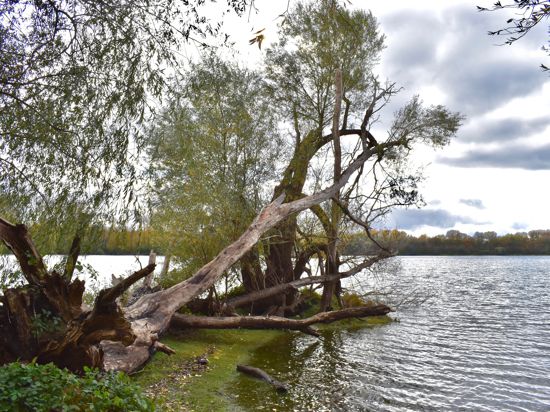 Am Ufer des Schmugglermeer ragt ein umgestürzter Baum eindrucksvoll über das Wasser.