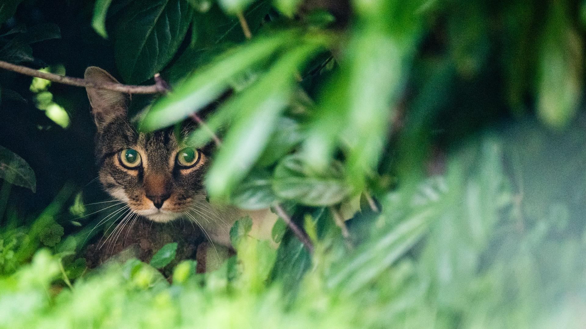 Eine Katze versteckt sich am 24.08.2017 am frühen Morgen auf der Jagd nach Mäusen in einer Hecke an einer Wiese bei Sehnde (Niedersachsen). Foto: Julian Stratenschulte/dpa ++ +++ dpa-Bildfunk +++