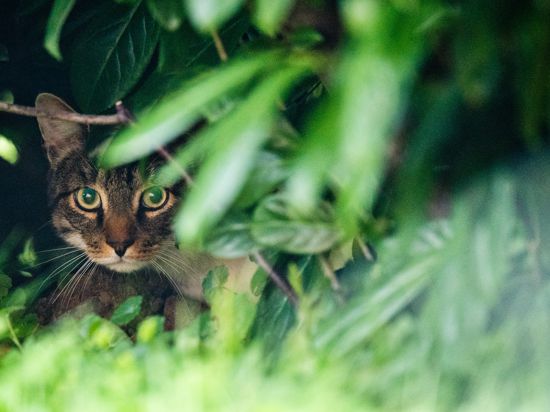 Eine Katze versteckt sich am 24.08.2017 am frühen Morgen auf der Jagd nach Mäusen in einer Hecke an einer Wiese bei Sehnde (Niedersachsen). Foto: Julian Stratenschulte/dpa ++ +++ dpa-Bildfunk +++