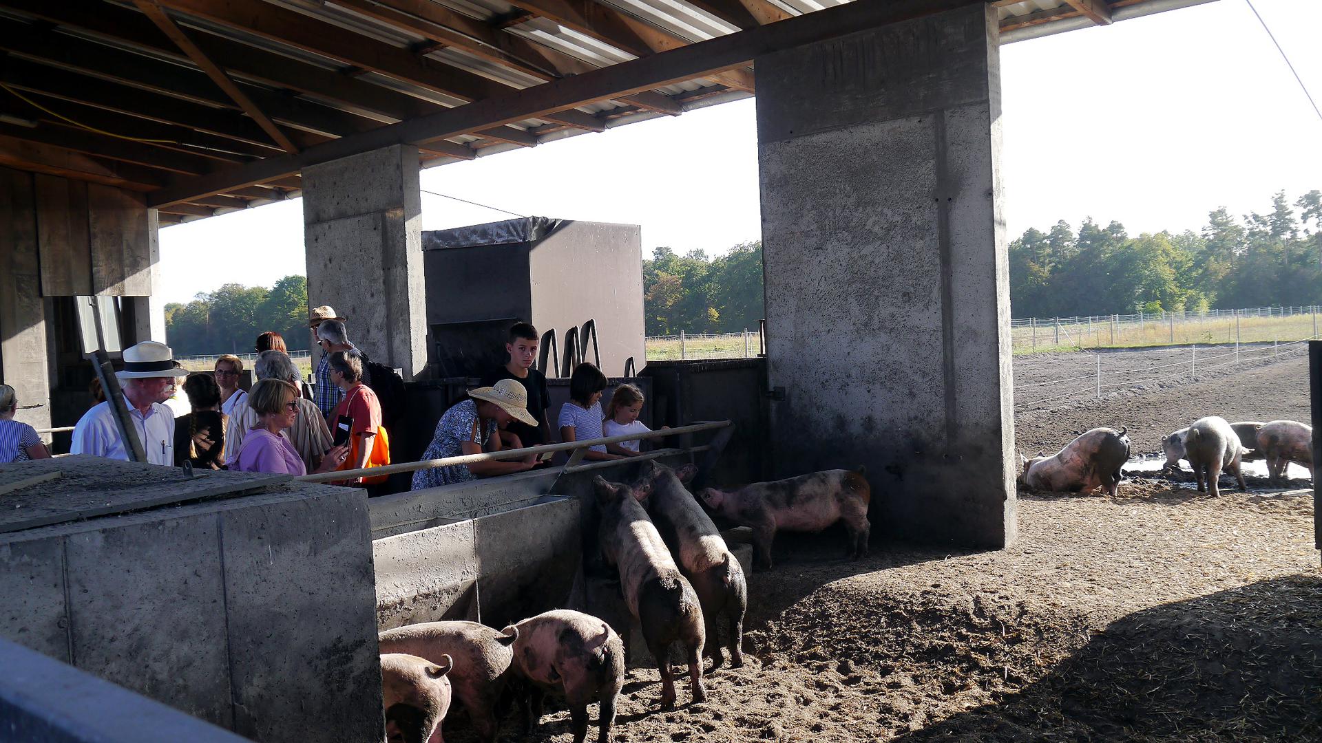 Mehrere Menschen schauen sich Schweine in einem Stall an 