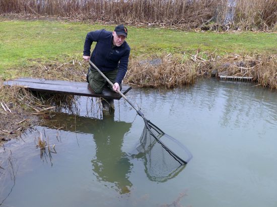 Anglerverein Linkenheim, Gewässerwart beugt sich mit Käscher vom Steg aus über einen Teich