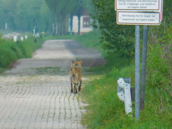 Wolf am Rhein bei Linkenheim-Hochstetten