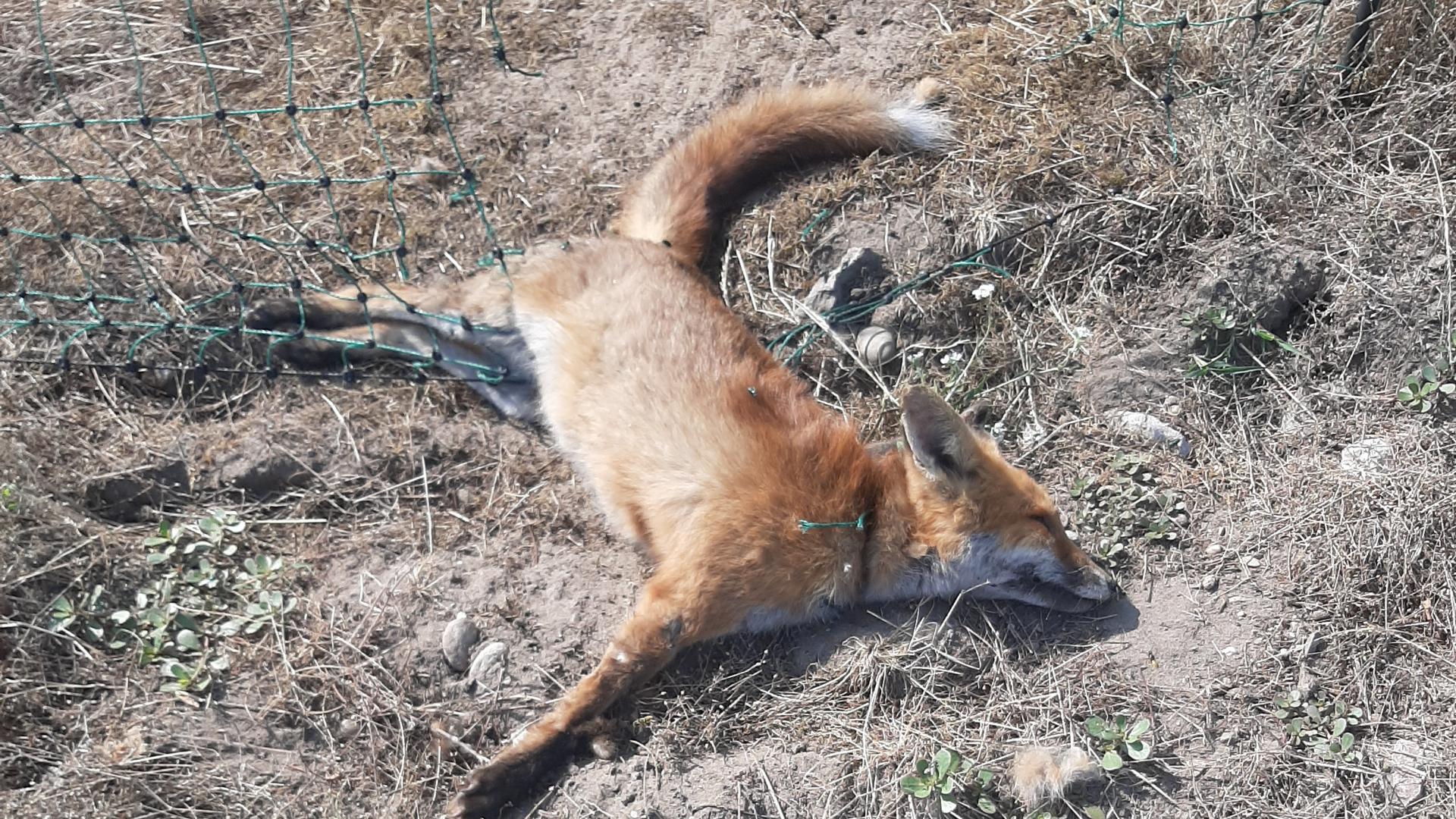 Ein toter Fuchs liegt verheddert in einem Schutzzaun für Haubenlerchen. 