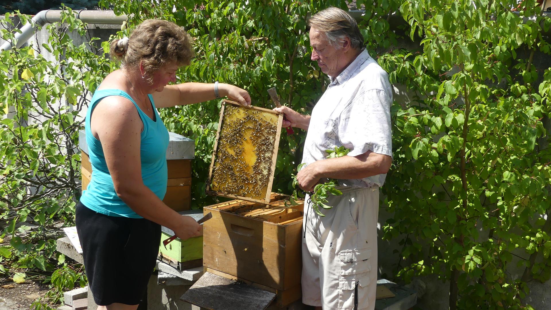 Frau und Mann an Bienenkästen