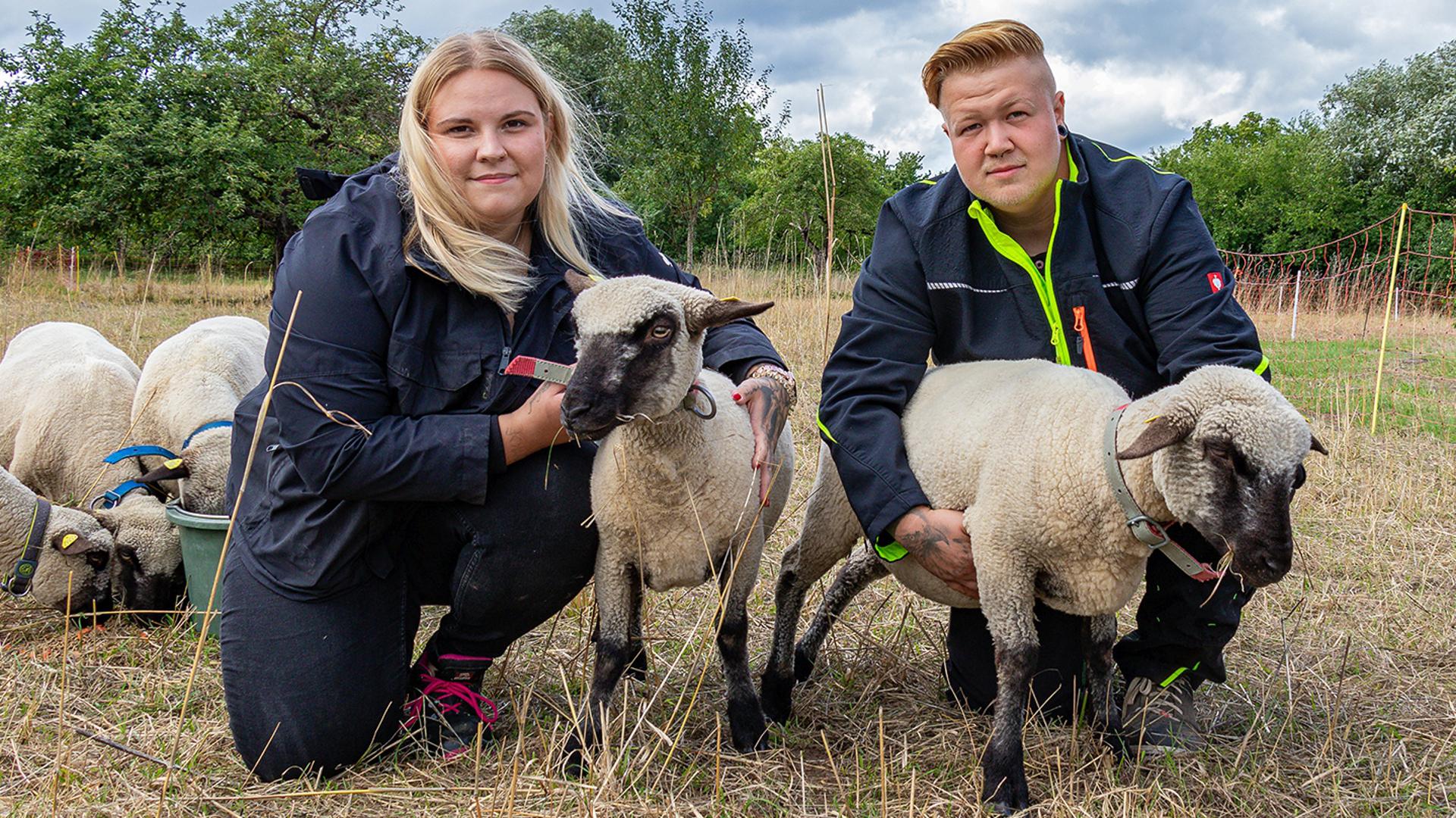 Nina Henninger und Colin Eisenhut, Tierhalter aus Stutensee-Friedrichstal, knien neben ihren Schafen. 