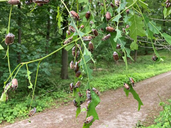 Zahlreiche Maikäfer hängen an Zweigen im Hardtwald nahe Stutensee-Blankenloch. 