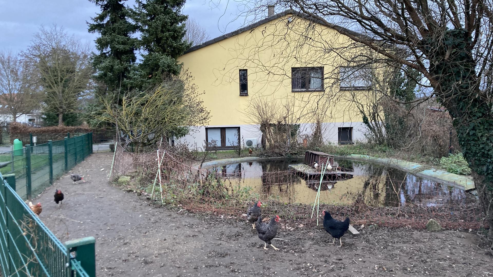 Teich und Hühner im Vogelpark Staffort