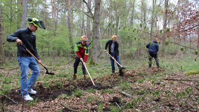 Vier Forstwirt-Auszubildende schlagen mit speziellem Werkzeug eine Schneise in den Waldboden. 