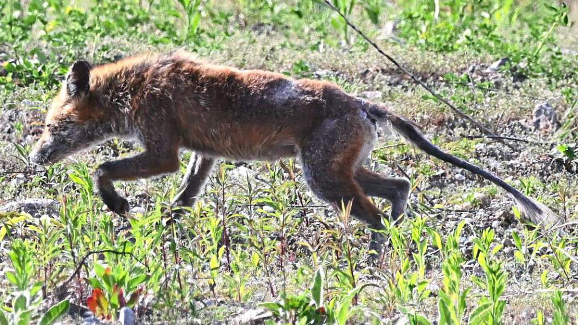 Kranker Fuchs im Kohlplattenschlag: Das Tier ist vermutlich an der Fuchsräude erkrankt, die oft zum Tod führen kann.