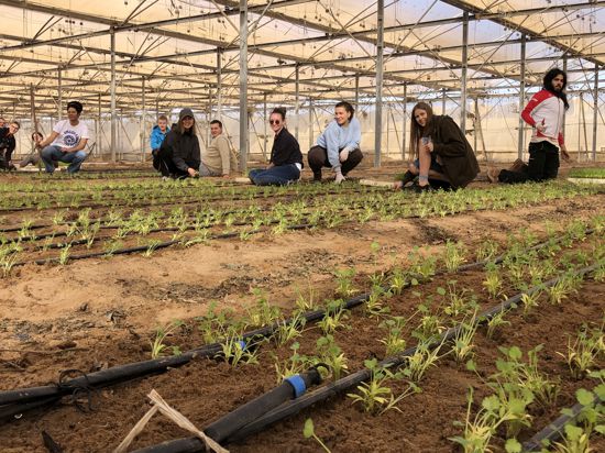 Eine Gruppe der Weingartener Mühle arbeitet als Erntehelfer in der Negev-Wüste in Israel. 
