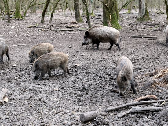 Wildschweine im Gehege in Rappenwörth