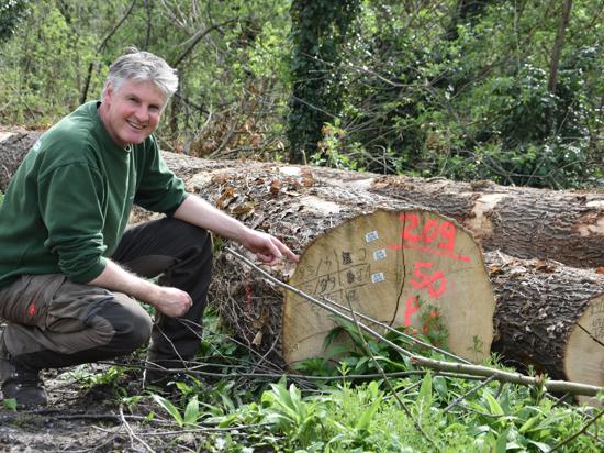 Es geht um mehr als Holz: Die Markierungen am Baum geben Michael Schmitt die GPS Koordinaten zum Lageort inklusive Infos zur Qualität des Holzes. Der Gemeindeförster kümmert sich auch um die Artenvielfalt im Wald.