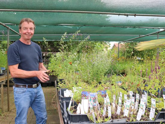 Echinacea und Steinquendel: Es sei nicht schwer, einen Garten insektenfreundlich zu gestalten, meint Roland Stärk, Besitzer eines Garten- und Landschaftsbaubetriebs in Weingarten.