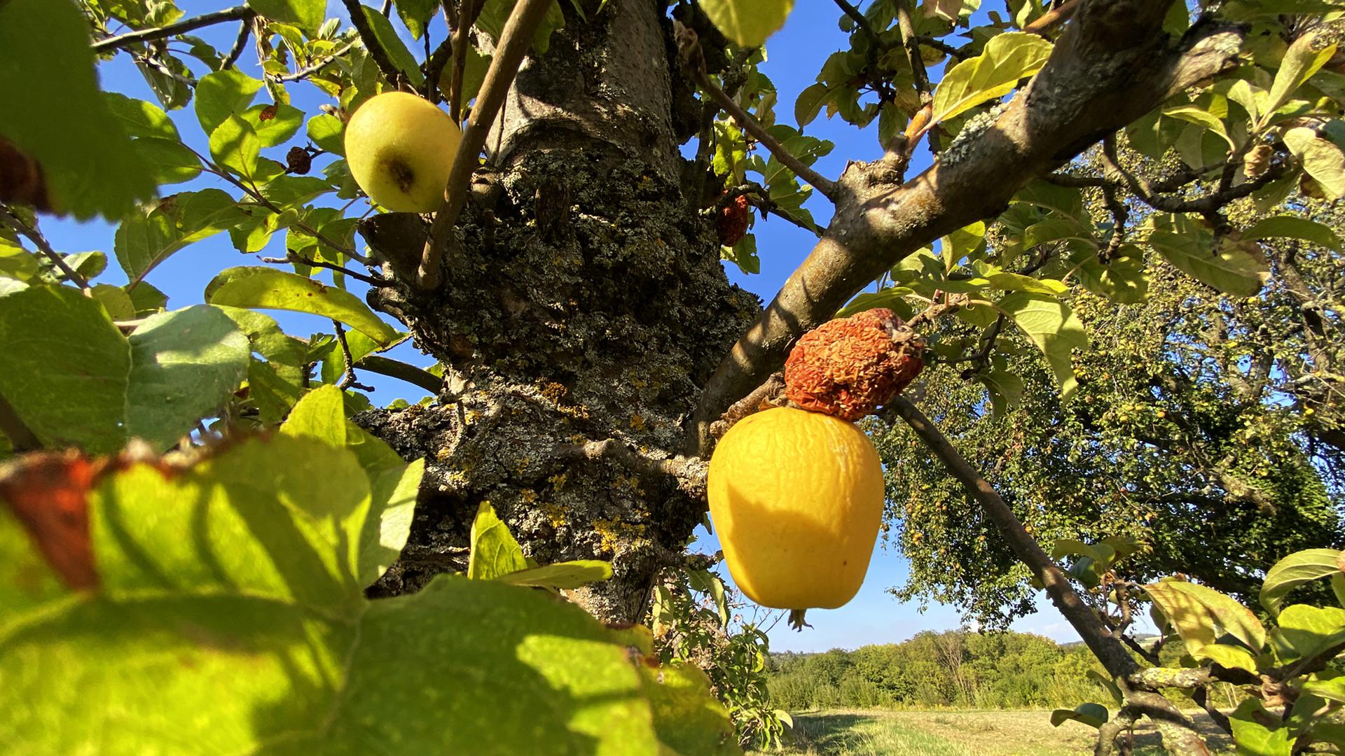 An einem Obstbaum zwischen Weingarten und Walzbachtal hängen ein schrumpeliger gelber Apfel und ein verdorrter rot-brauner Apfelrest. 