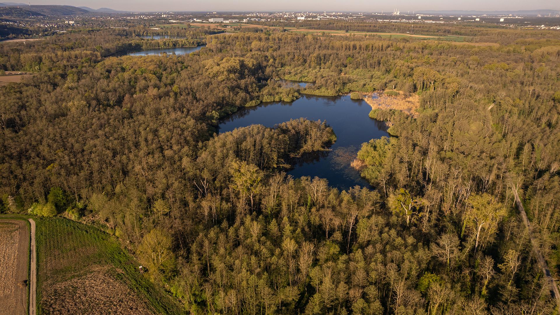 Drohnenaufnahme Weingartener Moor April 2022