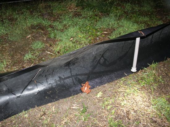 Ein Springfrosch wird von dem undurchlässigen schwarzen Zaun aufgehalten