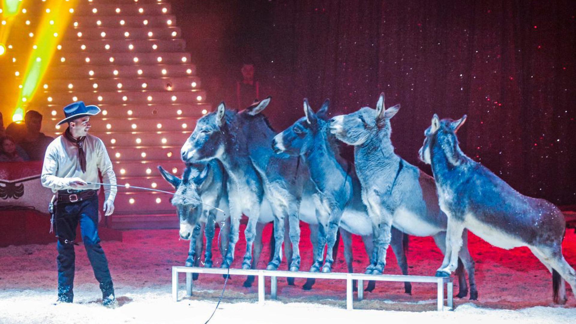 Ein tierisches Vergnügen erwartet den Gewinner oder die Gewinnerin des 35. Rätsels beim Weihnachtscircus in Karlsruhe.