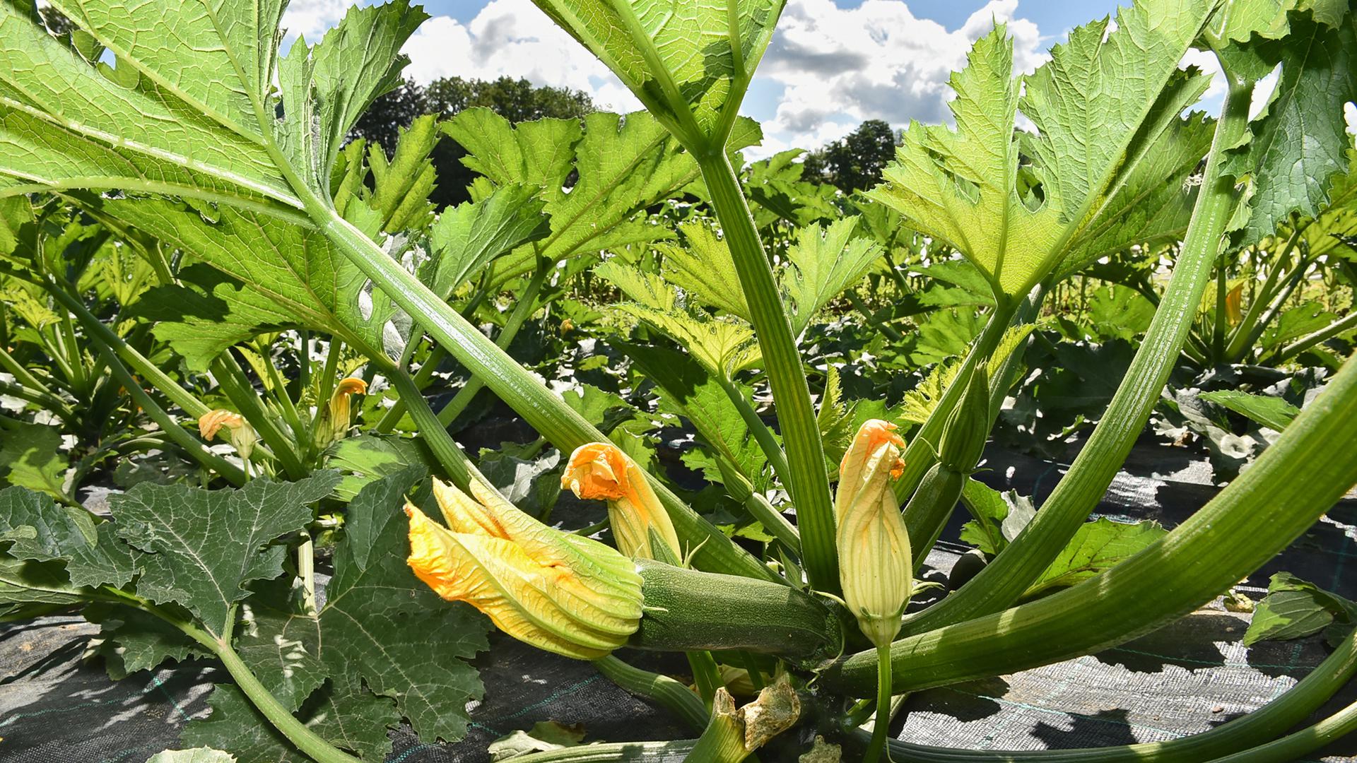 Extreme ändern den Anbau: Ausreichend Wasser gibt es für Zucchini im Sommer nur noch dank Bewässerung.