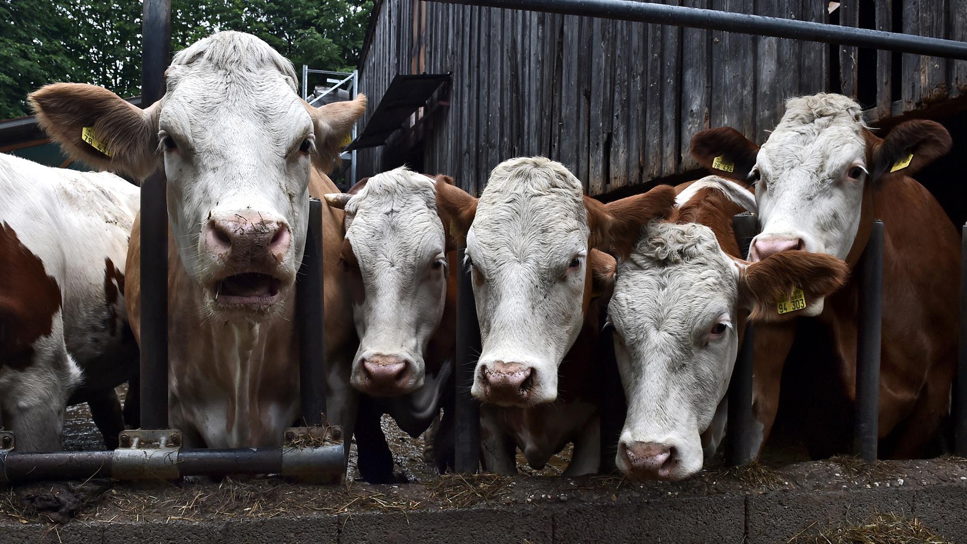 Auf die Weide geht es zwar nicht, im Stall auf dem Hammanns Hof in Kürnbach leben rund 180 Milchkühe, Rinder und Kälber zusammen. Das Futter kommt aber direkt vom eigenen Acker.