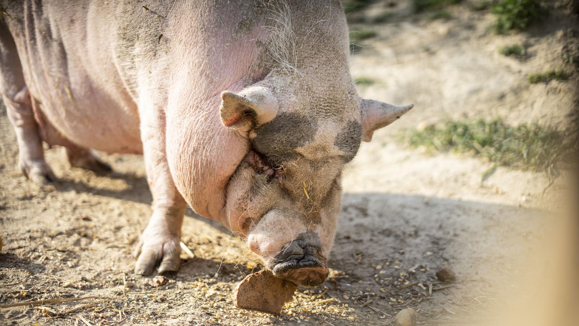 Mini-Schwein Rosie „Farmilie“ Alpakafarm