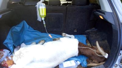 Ziege Gerda wurde am vergangenen Wochenende vom Tierarzt begutachtet, nachdem auch sie mutmaßlich etwas Falsches von Passanten gefüttert bekommen hat. 