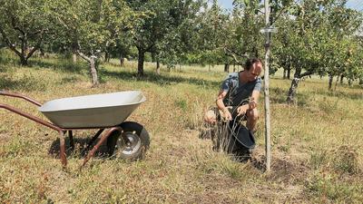 Alexander Wiedemann gießt mit einem Eimer einen Baum