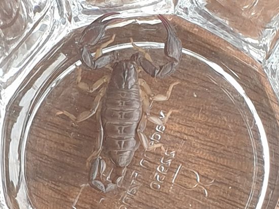 Frau findet Skorpion in ihrem Badezimmer in Pfinztal-Söllingen