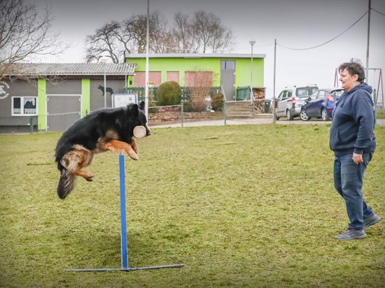 Barbara Losereit, Vorsitzende des Hundevereins Wössingen, trainiert auf dem Wössinger Hundesportplatz mit ihrem altdeutschen Schäferhund „Zeus vom schwarzen Traum“ an einer Hürde.